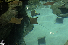 Stingray Rapids