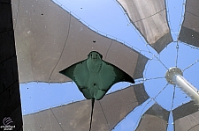 Bat Rays