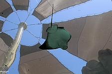 Bat Rays