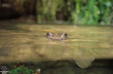 Freshwater Aquarium