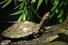 Freshwater Aquarium