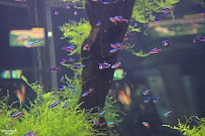 Freshwater Aquarium