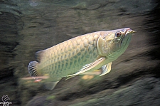 Freshwater Aquarium