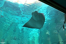 Joruney to Atlantis Aquarium