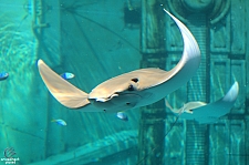 Joruney to Atlantis Aquarium