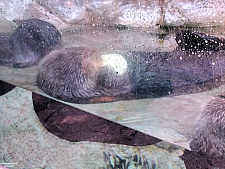 Sea Otters