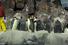Penguin Encounter