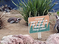 Penguin Encounter