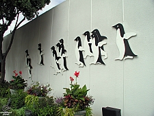 Penguin Encounter