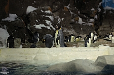 Penguin Encounter