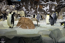 Penguin Encounter