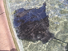 Forbidden Reef