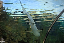 Shark Encounter