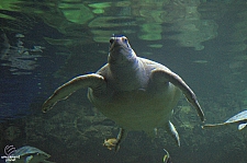 Turtle Reef