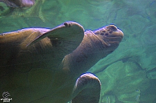Turtle Reef