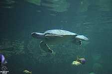 Turtle Reef