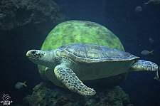 Turtle Reef