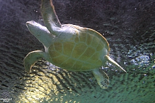 Turtle Reef