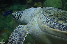 Turtle Reef