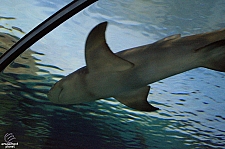 Shark Encounter