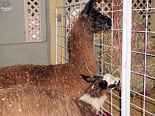 Children's Medical Center Barnyard