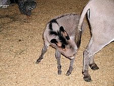 Children's Medical Center Barnyard