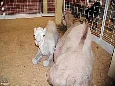 Children's Medical Center Barnyard