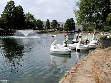 Swan Boats