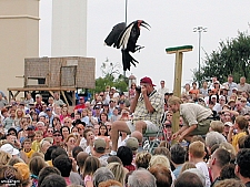 Birds of the World