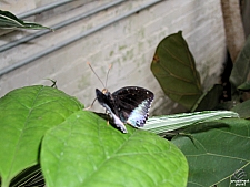 Texas Discovery Gardens