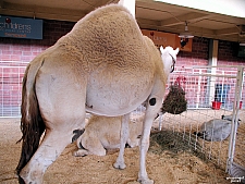 Children's Medical Center Barnyard