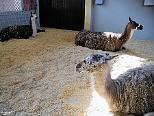 Children's Medical Center Barnyard