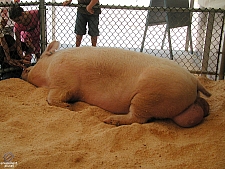 2005 State Fair of Texas