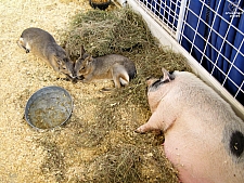 Children's Medical Center Barnyard