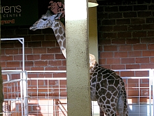 Children's Medical Center Barnyard