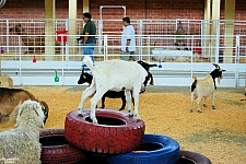 Children's Medical Center Barnyard