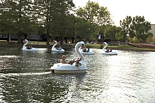 Swan Boats