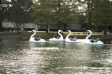 Swan Boats