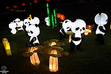 Chinese Lantern Festival