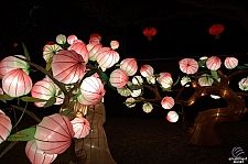 Chinese Lantern Festival