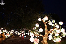 Chinese Lantern Festival