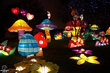 Chinese Lantern Festival