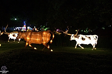 Chinese Lantern Festival