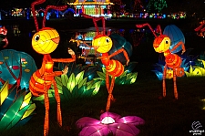 Chinese Lantern Festival