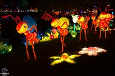 Chinese Lantern Festival