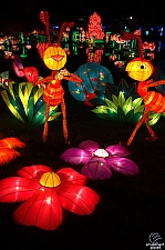 Chinese Lantern Festival