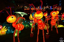 Chinese Lantern Festival