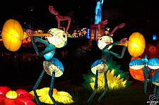 Chinese Lantern Festival