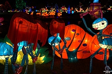 Chinese Lantern Festival