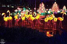 Chinese Lantern Festival